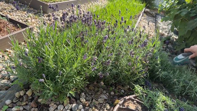 Летняя обрезка лаванды! / Лаванда узколистная Южанка / уход за лавандой смотреть онлайн