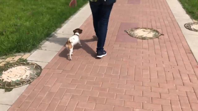 Дрессировка джек рассела. смотреть онлайн