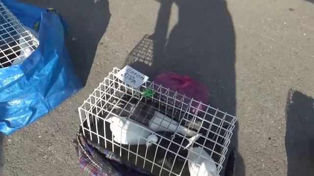 ПТИЧИЙ РЫНОК г УФА 18 07 2021 г смотреть онлайн