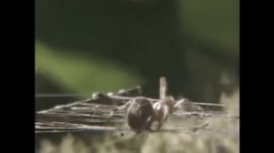 Пауки под веществами | Spiders On Drugs [RUS]