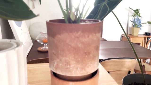House plant Tour (Living Room) смотреть онлайн