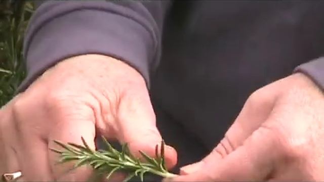 Rosmarinus officinalis Rosemary смотреть онлайн