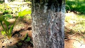 Пояс от муравьев на деревья