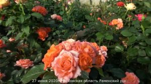 Обзор розы Алегрия( Флорибунда) - Alegria (De Ruiter 2007)