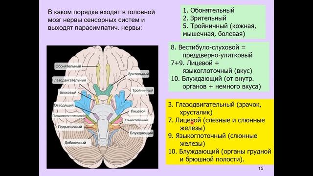 Дубынин В. А. - Физиология сенсорных и двигательных систем - Произвольные движения и автоматизация смотреть онлайн