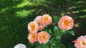 Роза Мария Кюри (Роза Marie Curie)