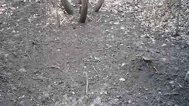 Заяц на фото ловушку весной смотреть онлайн