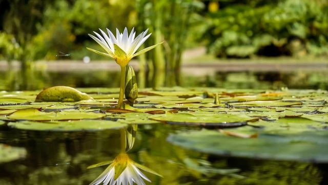 PEACEFUL MUSIC While WATCHING THE WATER LILLIES AND FROGS