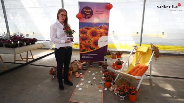 Präsentation Osteospermum ecklonis FlowerPower® Purple Sun