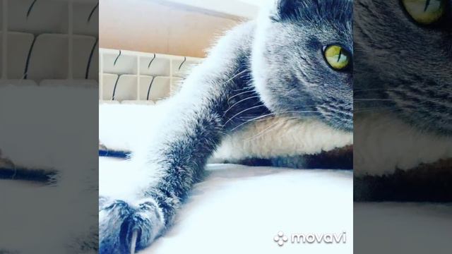 Из котёнка с обочины в домашнюю кошечку смотреть онлайн