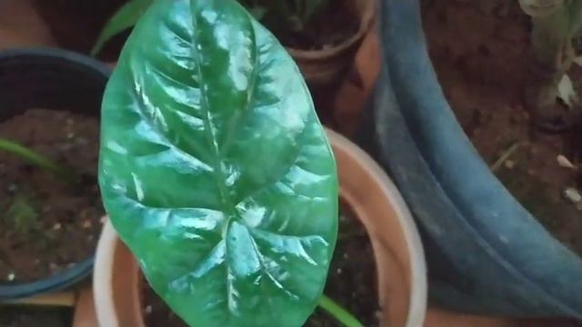 Alocasia Sinuata....it's journey of revival ❤️ смотреть онлайн