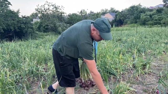 Ура, дождались! Ялтинский лук вырос! Жизнь в селе. смотреть онлайн