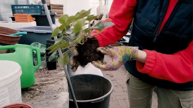 Как пересадить цикламен