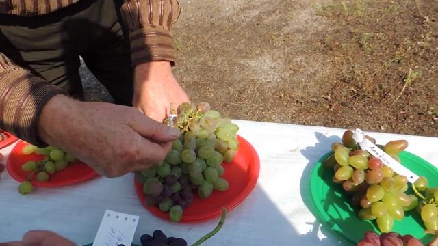 Ульяновский виноград смотреть онлайн