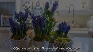 Гиацинт в горшке: уход в домашних условиях