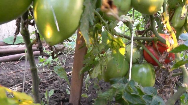 Обзор томатов открытого грунта (28.07.2020) часть 4 смотреть онлайн