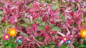 Клематис гибридный Розалин. Краткий обзор, описание характеристик clematis Rosalyn