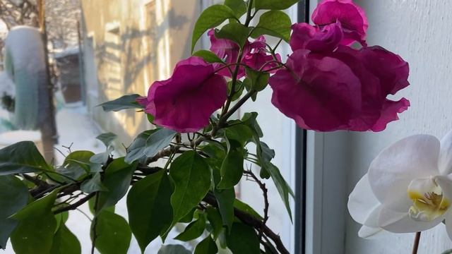 Мои комнатные цветы/Срочно прошу совет/Антуриум/Орхидеи/