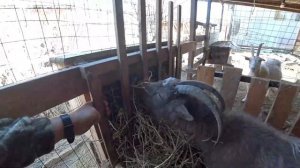 Лучшая кормушка для коз. \\ Минимальная потеря сена. \\ Делюсь опытом.