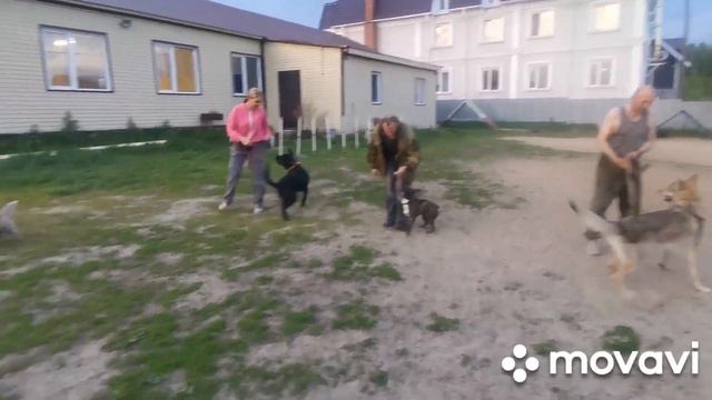 Волчак Млеч тренировка ОКД смотреть онлайн