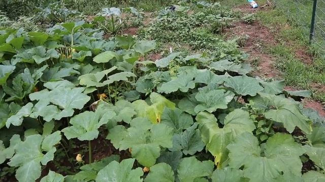 Garden Tour Week 5 // Homesteading Garden Tour смотреть онлайн