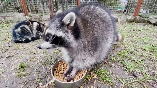 Как енот Шурик хотел котёнка Маркиза запустить в вольер покушать! смотреть онлайн