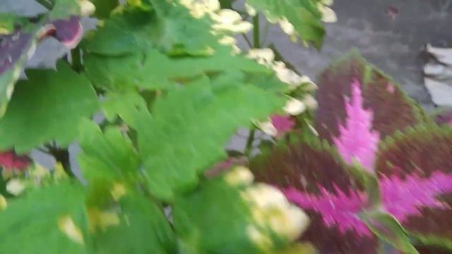 Colorful Coleus Plant in 1 Pot смотреть онлайн
