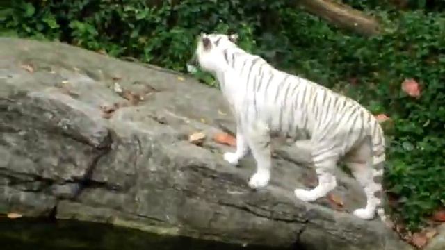 singapore_white_tiger.MPG смотреть онлайн