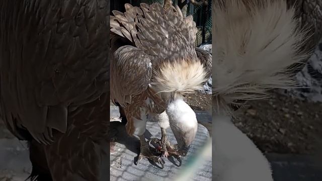 Griffon vulture feeding белоголовый сип #shorts #nature #naturelovers #birds #birdwatching смотреть онлайн