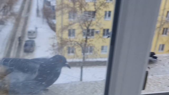 Утро,завтрак голубей?|последний день января|голодные птички #pigeon #голуби #перловка #птицы #зима смотреть онлайн