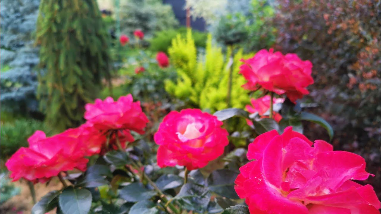 Моя коллекция редких хвойных растений и не только! Часть Четвёртая. Обзор сада28 Июля 2023г смотреть онлайн