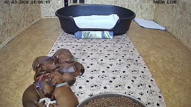 Я Такса ?DAY 26/1.Щенки таксы онлайн ? Dachshund Puppies Online