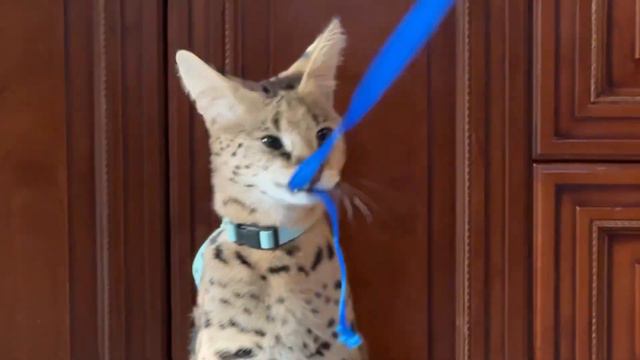 Домашний сервал играется ☺️ сервал рычит 🐆