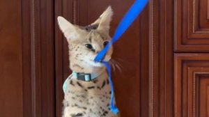 Домашний сервал играется ☺️ сервал рычит 🐆