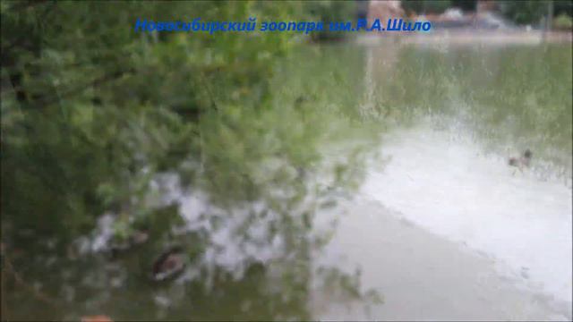 Птицы на озере под дождиком 21.06.2021 смотреть онлайн