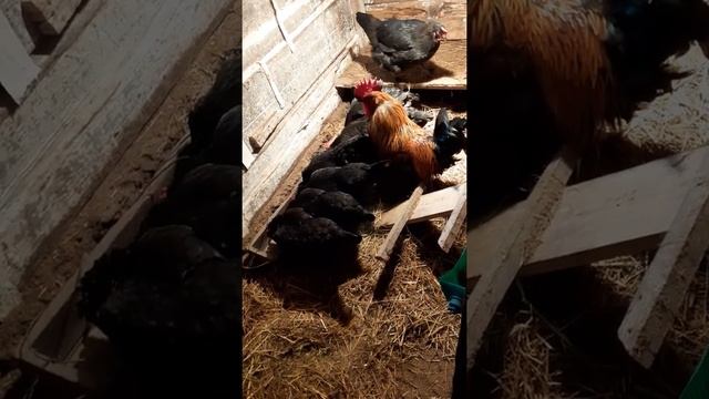 черно-медный маран .породистые куры. #петух #куры #завтраккур #shorts #петухджентельмен смотреть онлайн