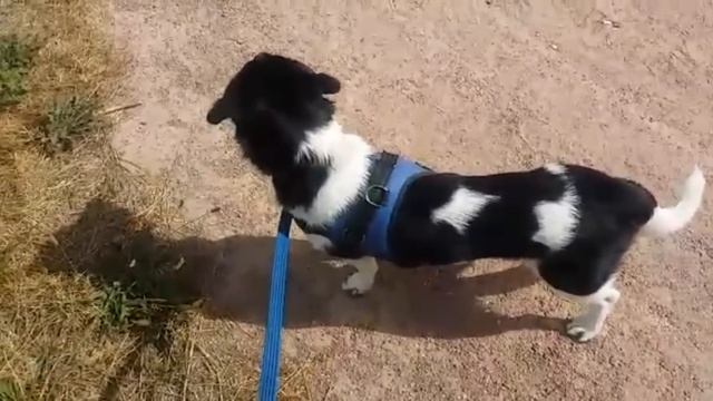 Вкусняхи от тети Оли:) Привет от Лелика-1. Бонита одинока:( смотреть онлайн