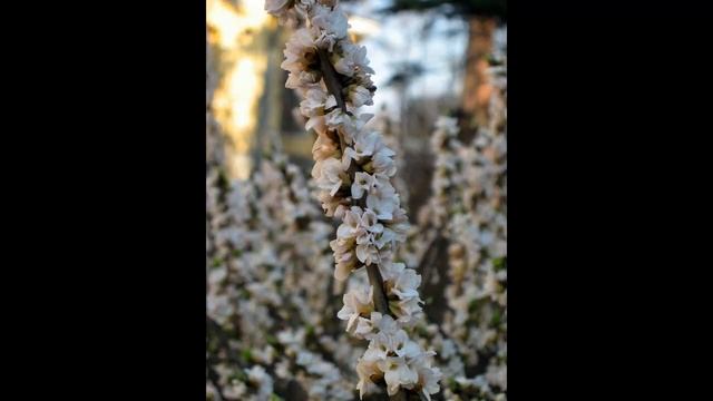 Волчье лыко или волчеягодник смертельный кустарник - первоцвет смотреть онлайн