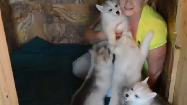 Укладываем щенков хасят спать. смотреть онлайн