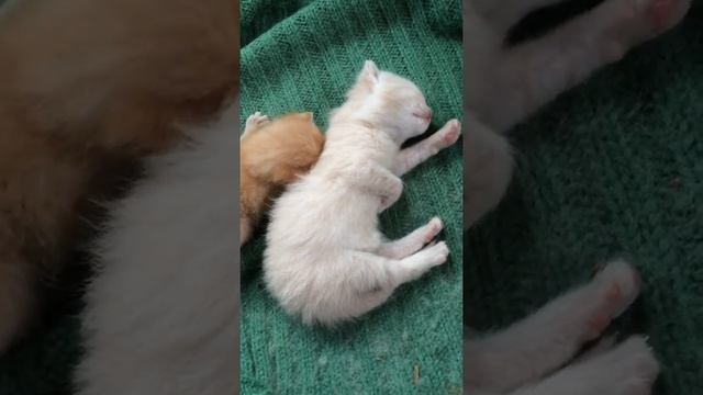Котята балдеют, спящий котёнок смотреть онлайн