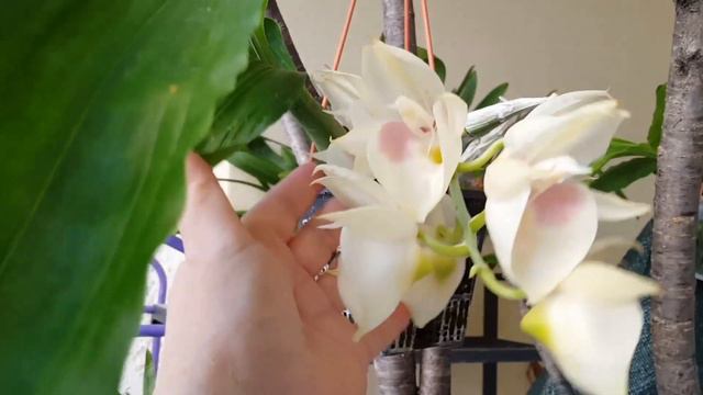 Катасетум в расцвете 😃 смотреть онлайн