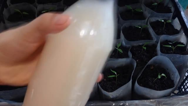 Как и когда подкармливать рассаду перца. Рассада перца. Тонкости и нюансы подкормки рассады смотреть онлайн