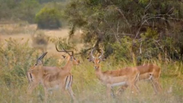 4K African Animals: Serengeti National Park - Amazing African Wildlife Footage with Real Sounds смотреть онлайн