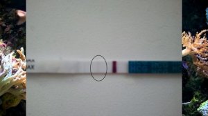 Тест на беременность.Определение беременности до задержки.