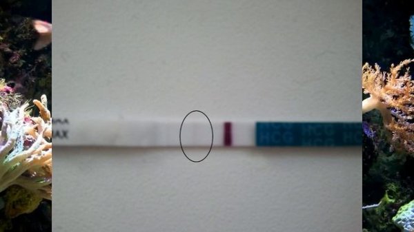 Тест на беременность.Определение беременности до задержки.