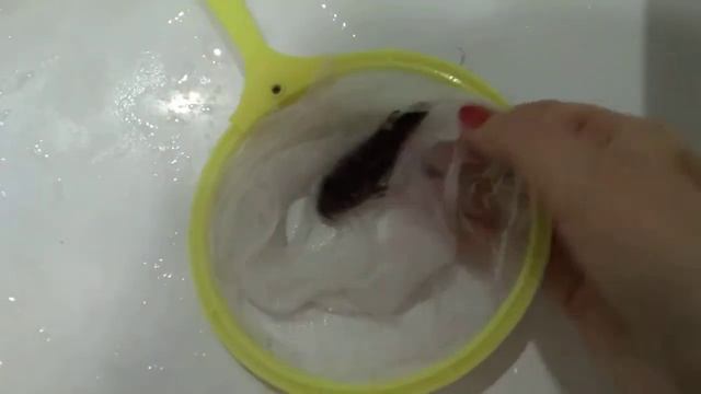 Сомик синодонтис умер