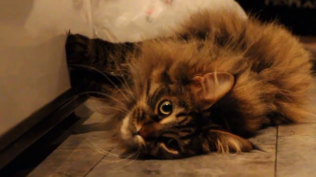 Belle the Maine Coon смотреть онлайн