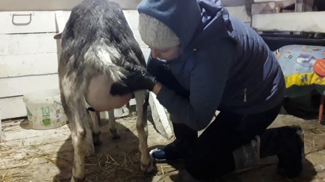 КОЗЛЯТА КАМОРИ / Форс мажор / Отек вымени после родов смотреть онлайн