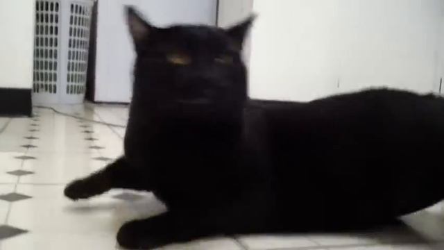 Talking Kitty Cat 25 - A Very Angry Kitty Cat смотреть онлайн