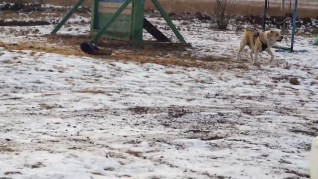 Сары Шайтан мамай смотреть онлайн